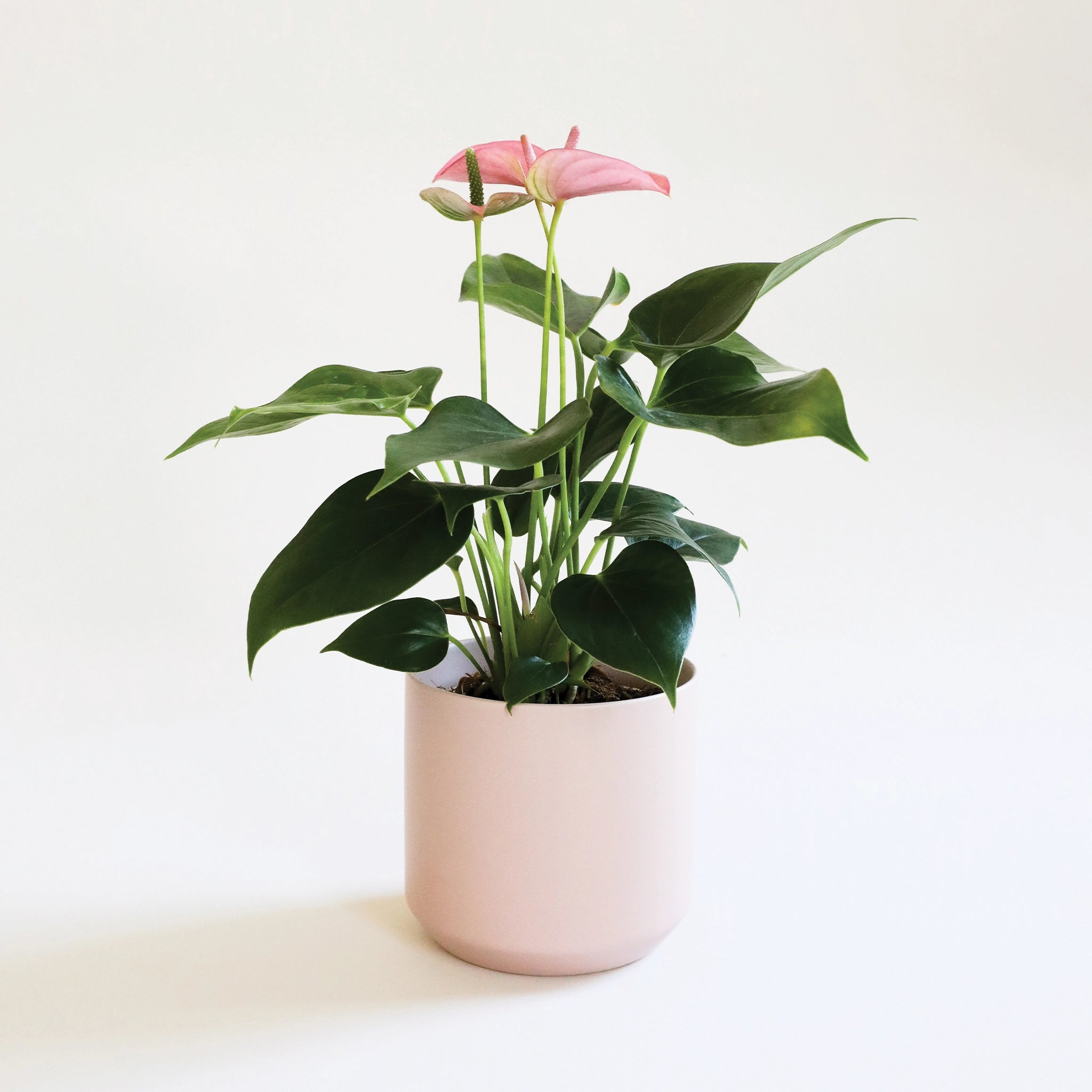 On a cream background is a light pink ceramic planter with a plant inside that is not included. 
