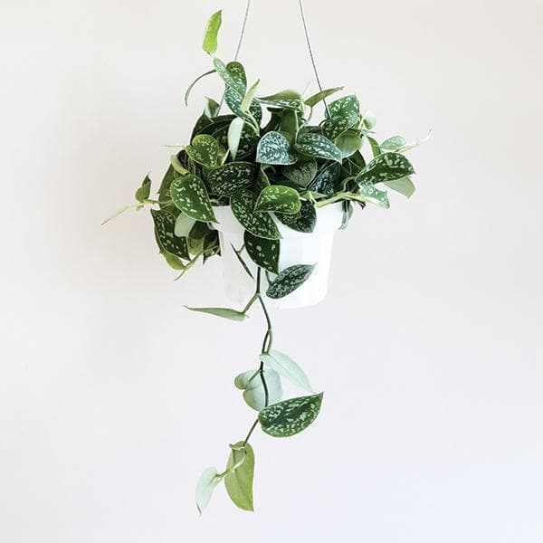 Hanging in front of a white background is a white pot hanging by two silver metal wires. Inside the pot is a satin pictus. The plant has long stems that fall down the sides of the pot. On the stems are wide leaves with a pointed end. There are silver specks on the top of the leaves. 