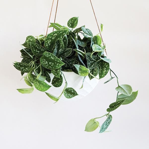 Hanging in front of a white background is a rounded white pot being held by three brown leather ropes. Inside the pot is a satin pictus. The plant has long stems that fall down the sides of the pot. On the stems are wide leaves with a pointed end. There are silver specks on the top of the leaves. 