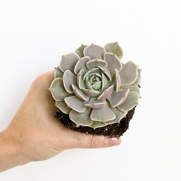 On a grey background is a model holding an Echeveria Lola Succulent.