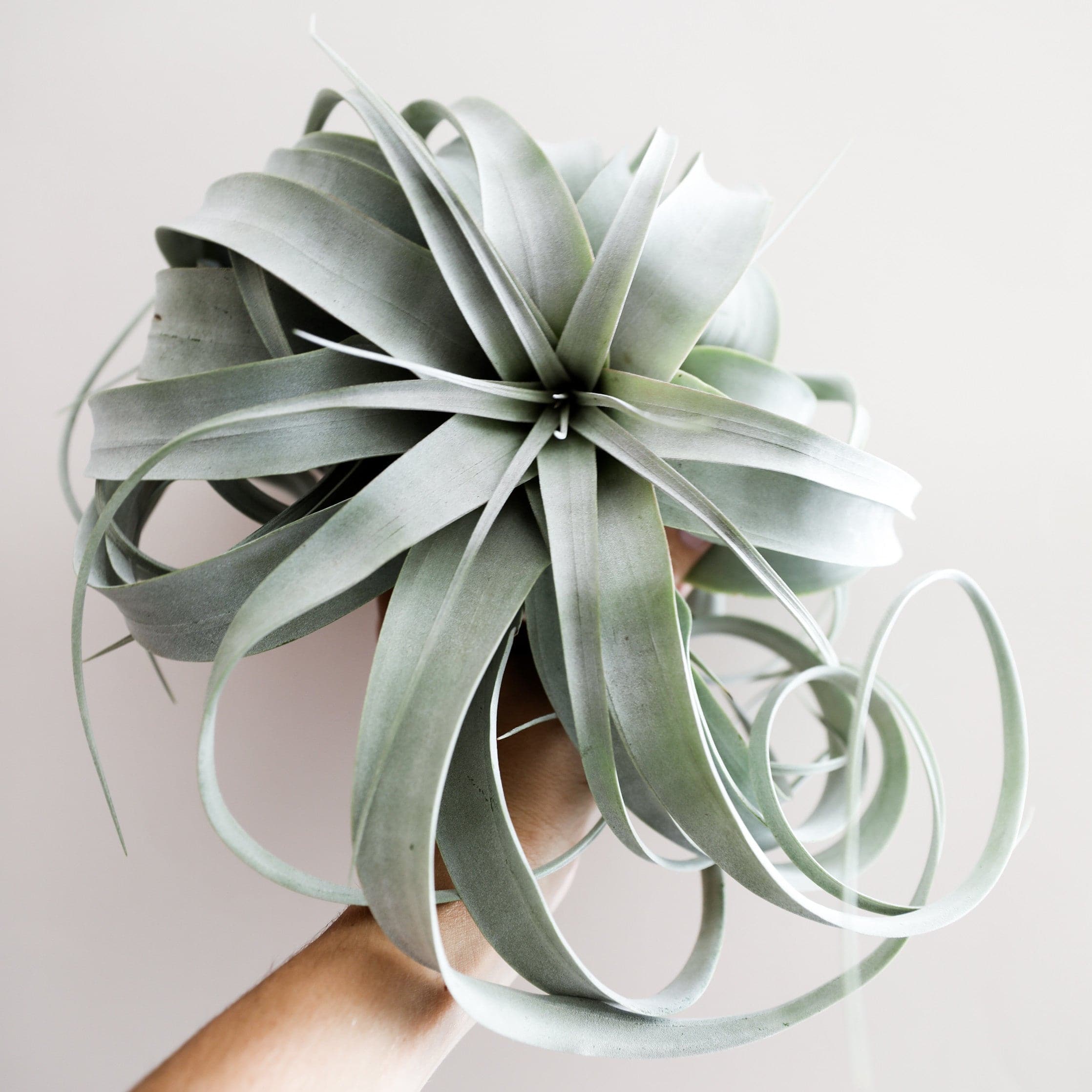 This plant has pale green and slender triangle leaves that grow in a rosette pattern with new growth coming from the center of the plant. The leaves of this plant has large whimsy leaves that curl in a spiral. 