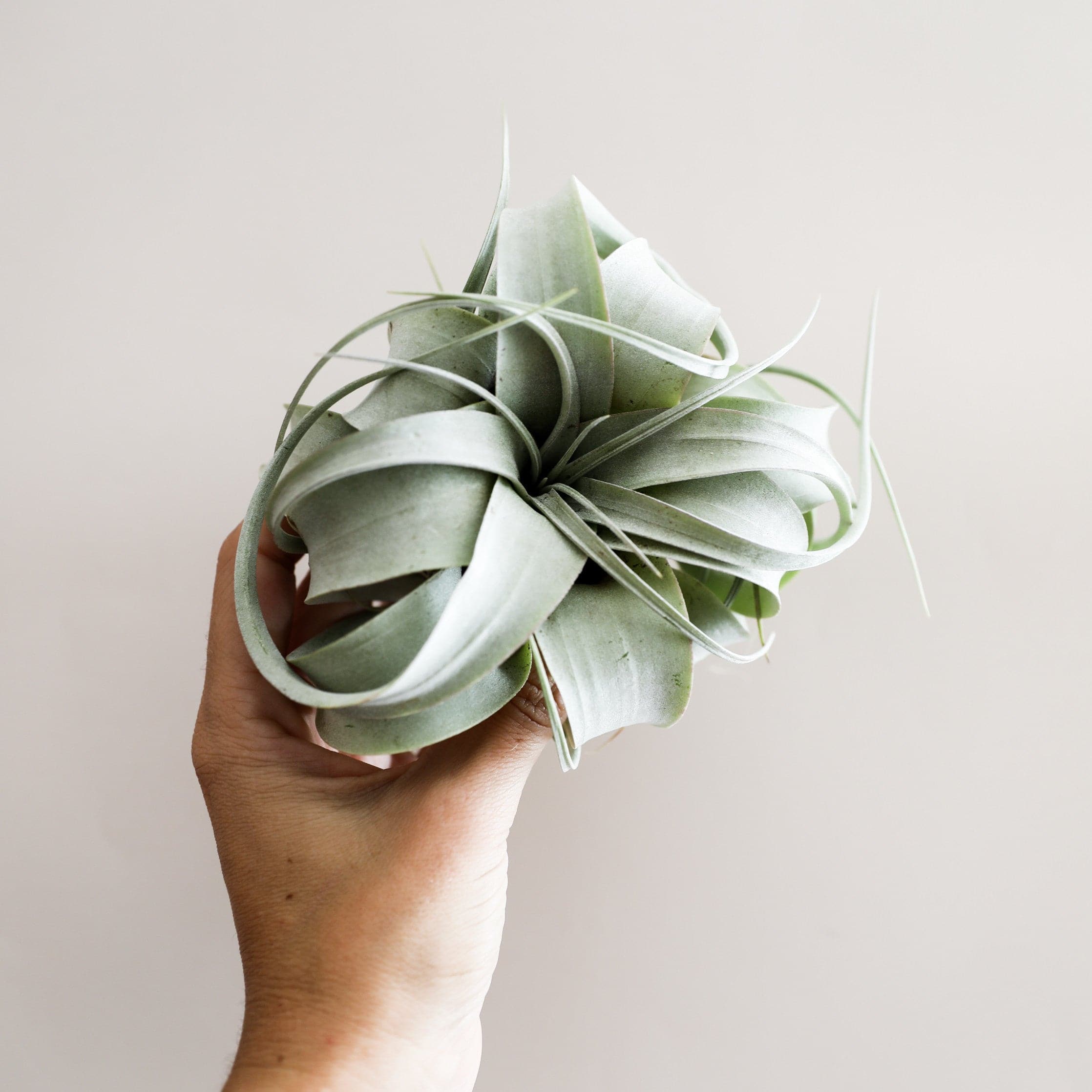 This plant has pale green and slender triangle leaves that grow in a rosette pattern with new growth coming from the center of the plant. The leaves of this plant has large whimsy leaves that curl in a spiral.