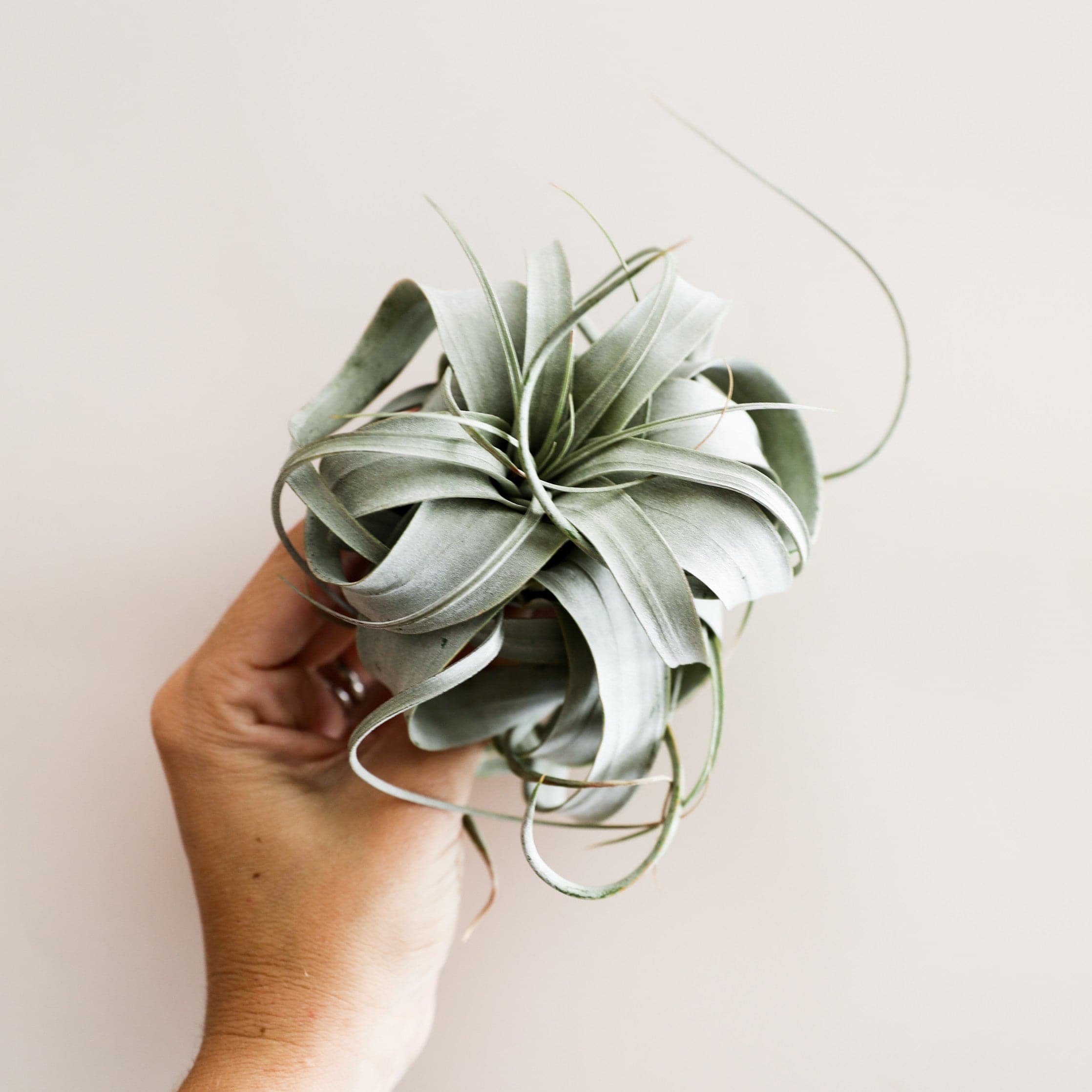 This plant has pale green and slender triangle leaves that grow in a rosette pattern with new growth coming from the center of the plant. Plant is held in a hand. 