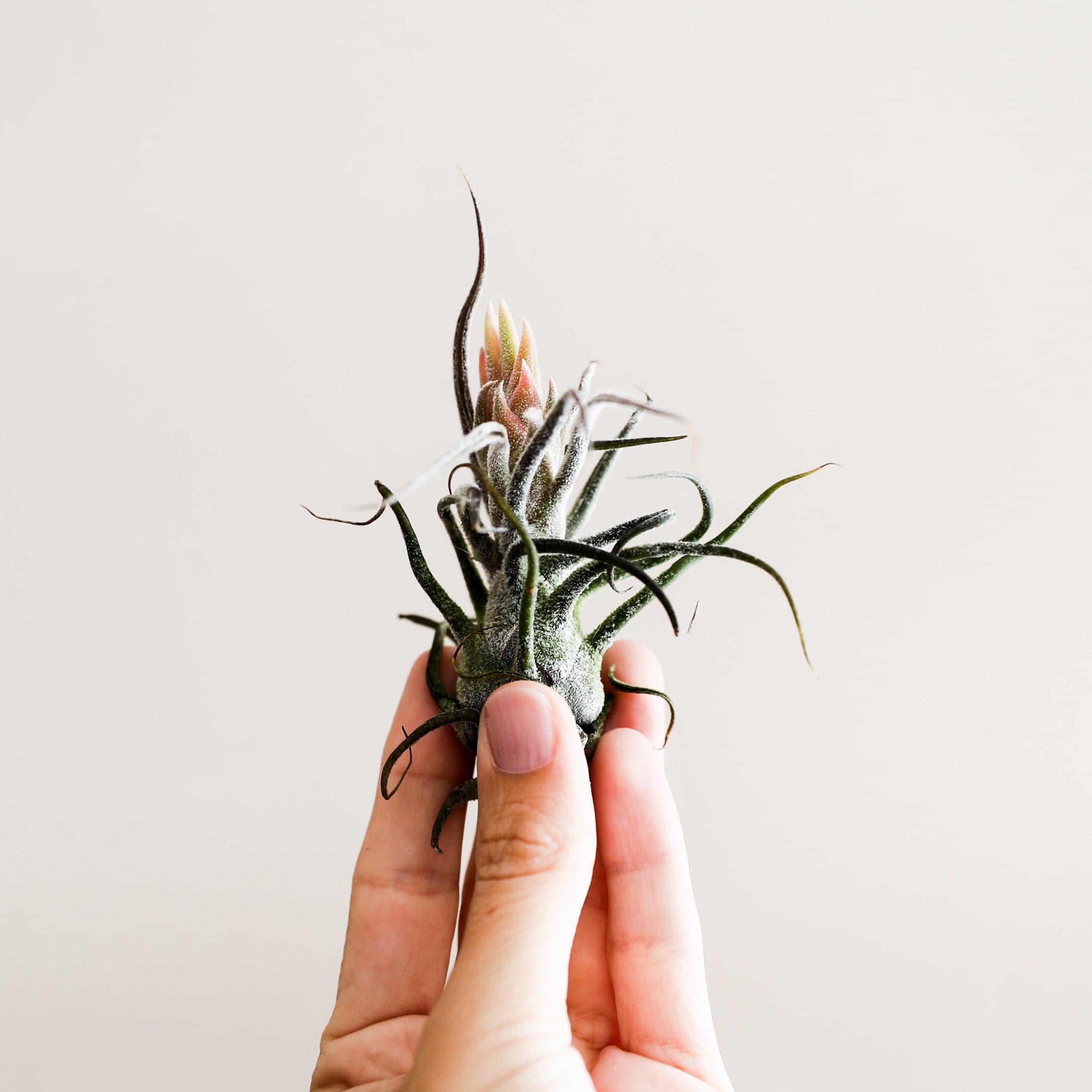 pruinosa air plant Tillandsia Pruinosa | Air Plants