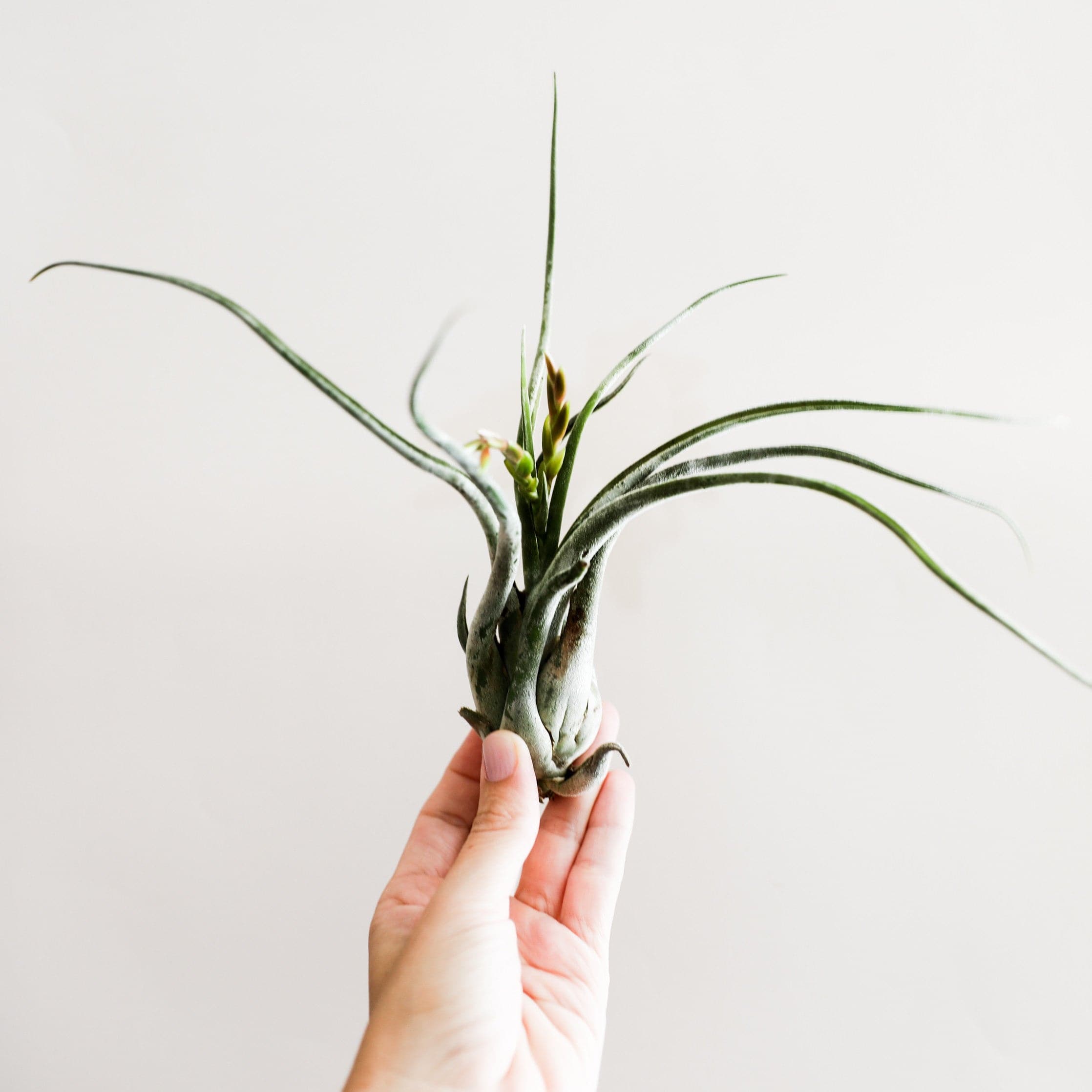 This plant has dark green, whimsy leaves. These leaves are strap-like and grow away from the center of the plant.This plant has extremely thin light green, whimsy leaves. These leaves are strap-like and grow away from the center of the plant.