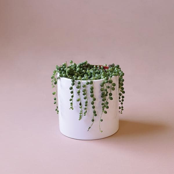 In front of a soft pink background is a glossy, white, cylinder pot. Inside the pot is a string of pearls plant. The leaves on the plant are skinny, green vines with green balls attached to the vines. 