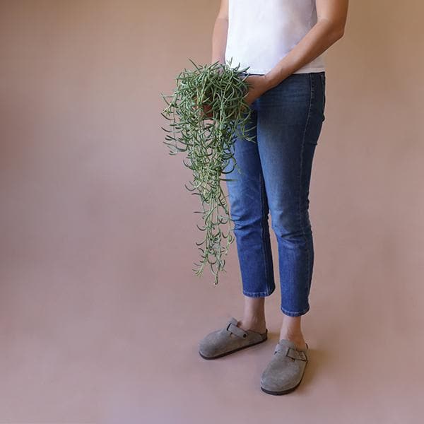 In front of a tan background is the bottom half of a person standing on the right side of the picture. In both hands they are holding a small pot. Inside the pot is a long, trailing light green plant. On the stems are little hook shaped succulents.