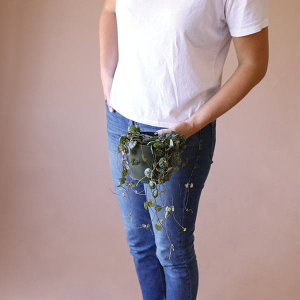 Against a soft pink background is the bottom half of a person’s body. The person is wearing blue jeans and a white t-shirt. In the person’s left hand they are holding a dark green, cylinder pot. There are light brown vines spilling out of the pot. There are dark green, heart shaped leaves on the vine. 