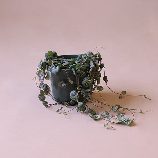 Against a pink background is a dark green, cylinder pot. Inside the pot is a string of hearts plant. The plant has long, brown vines with dark green leaves shaped like hearts. The leaves have white detailing on the top.
