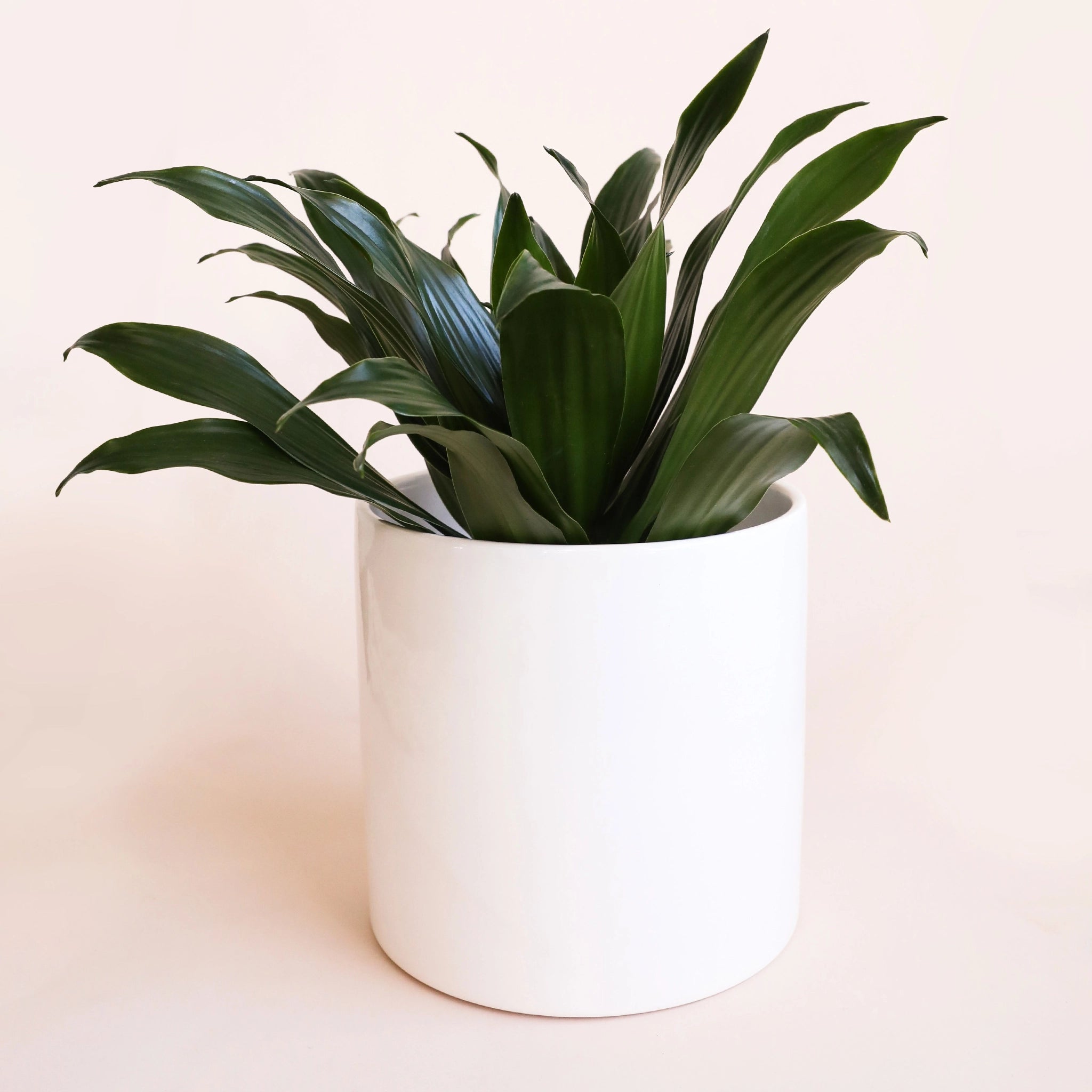 This bright white cylinder pot homes a forest green plant with long, sword-like leaves