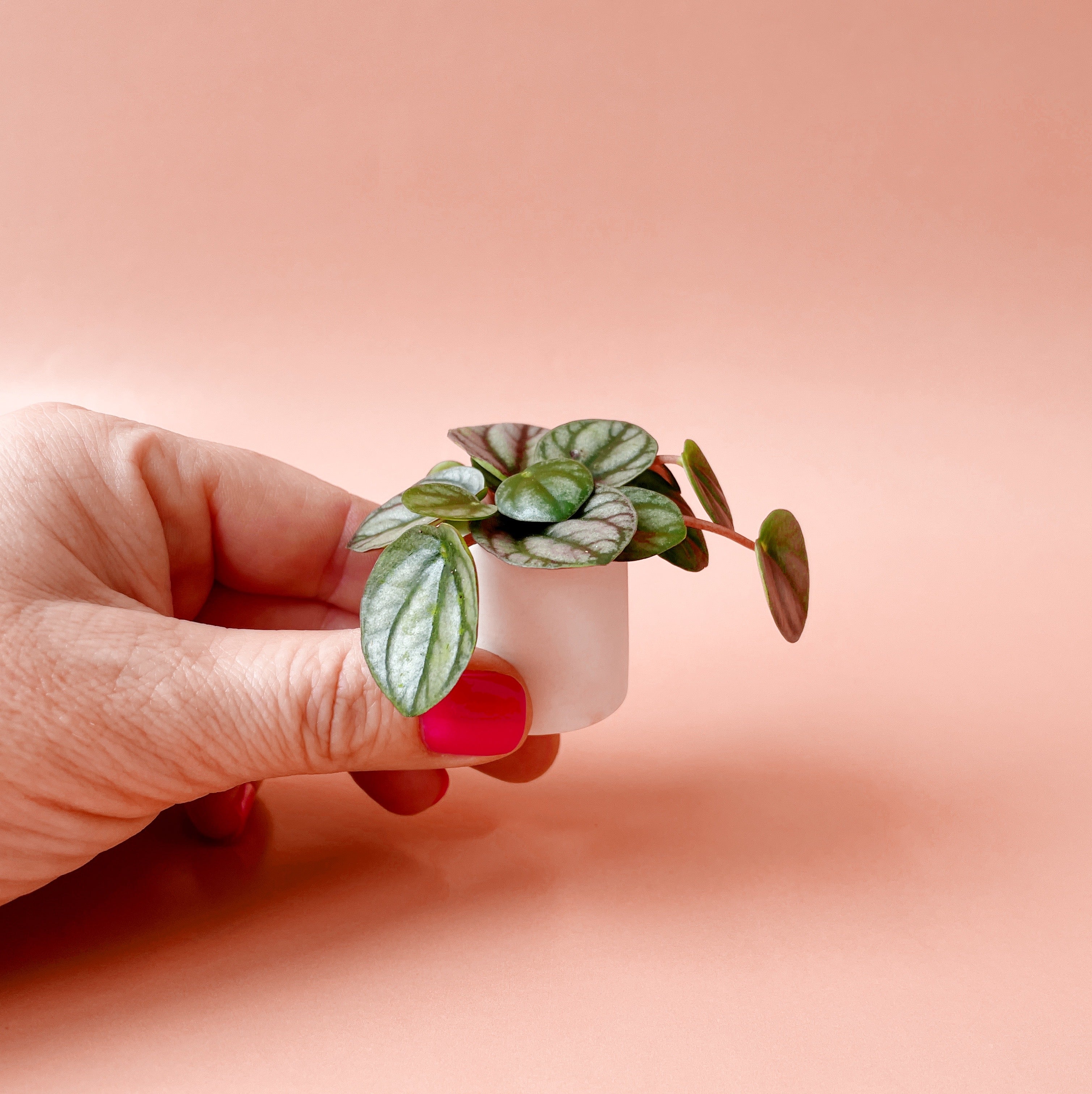 On a pink background is a white ceramic pot being held by a model filled with tiny stems of plants. 