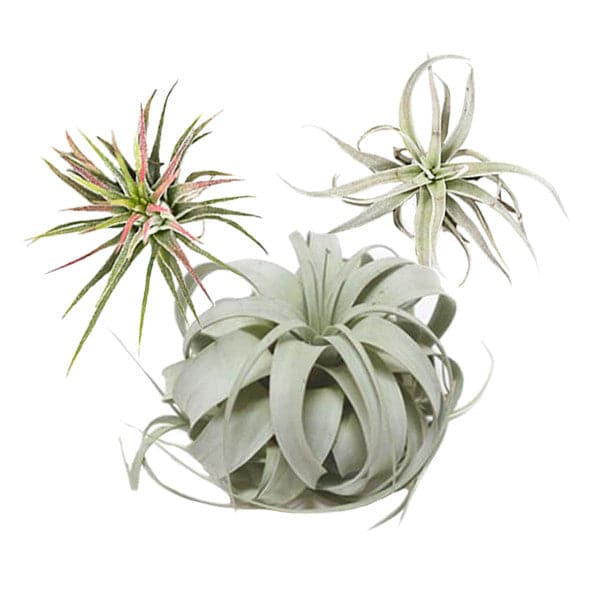 Three different air plants, a small Xerographica (measures 5"), one Harissi (measures 3-4") and one ionantha (measures 1-2.5").