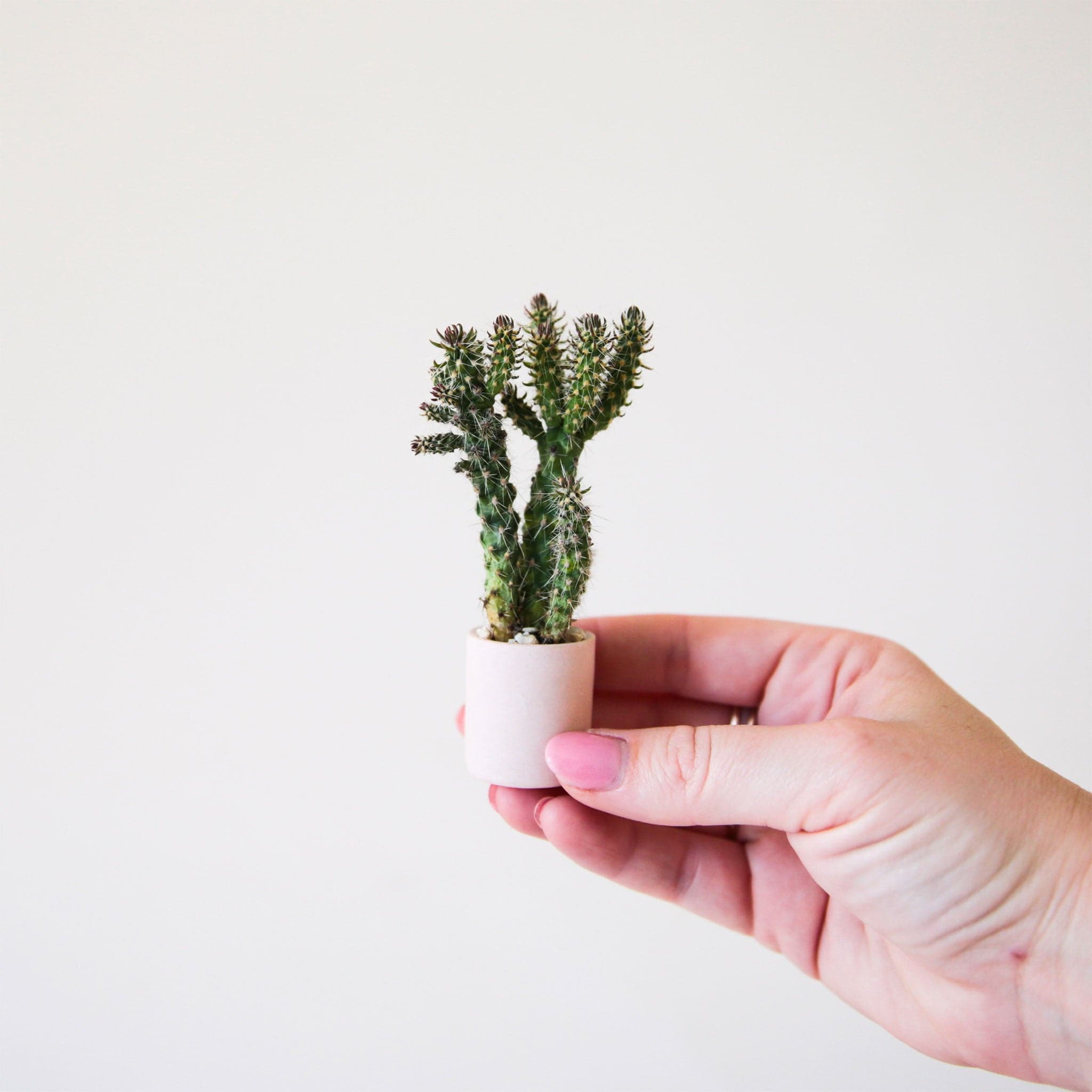 Against a white background is a hand holding a tiny, round pink pot. Inside the pot is a tiny green cactus.