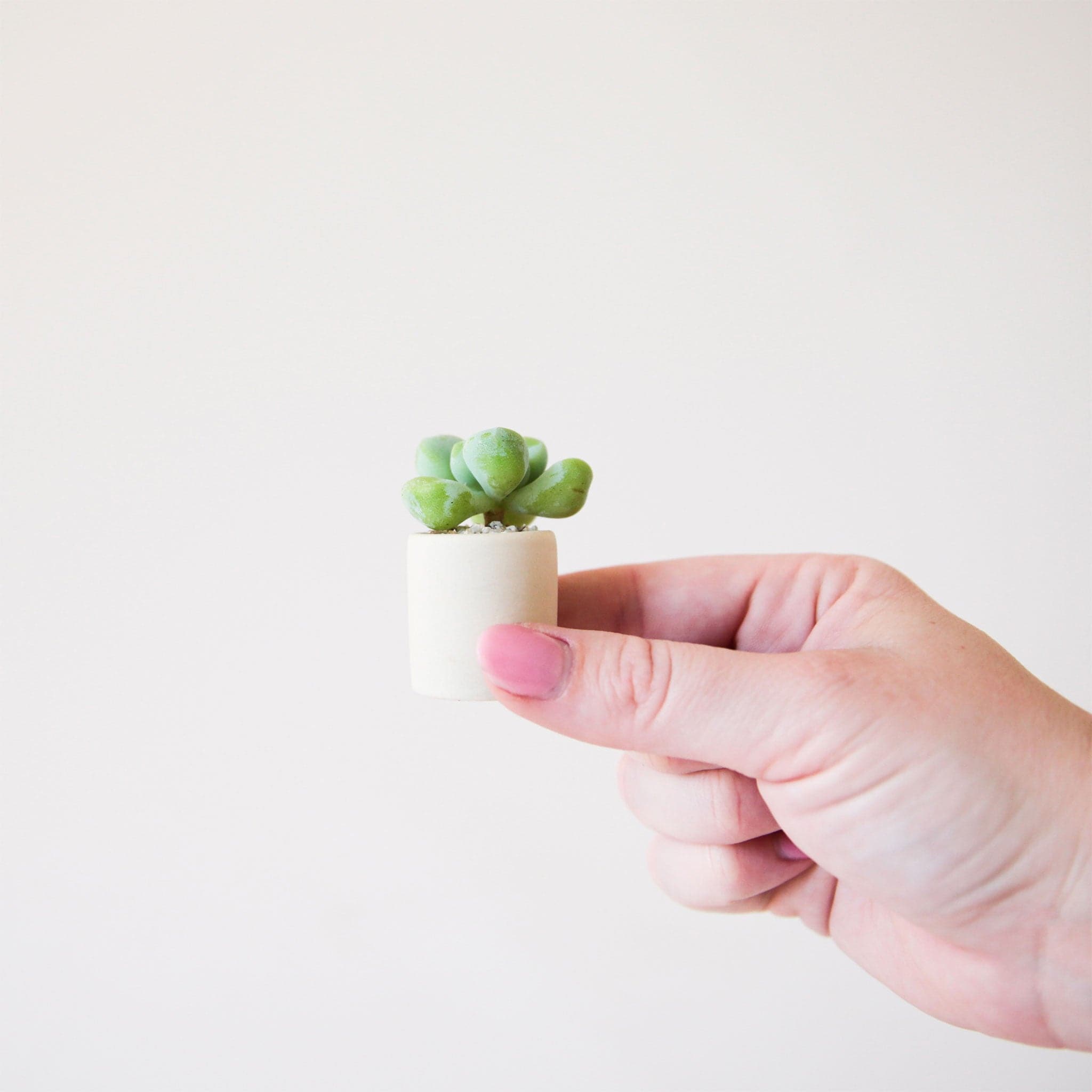 On a neutral background is a tiny beige ceramic pot with a small succulent or cacti inside. 