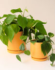 On a cream background is two different sized yellow ceramic pots with removable trays for watering, photographed here with a green leafy house plant that is not included with purchase. 