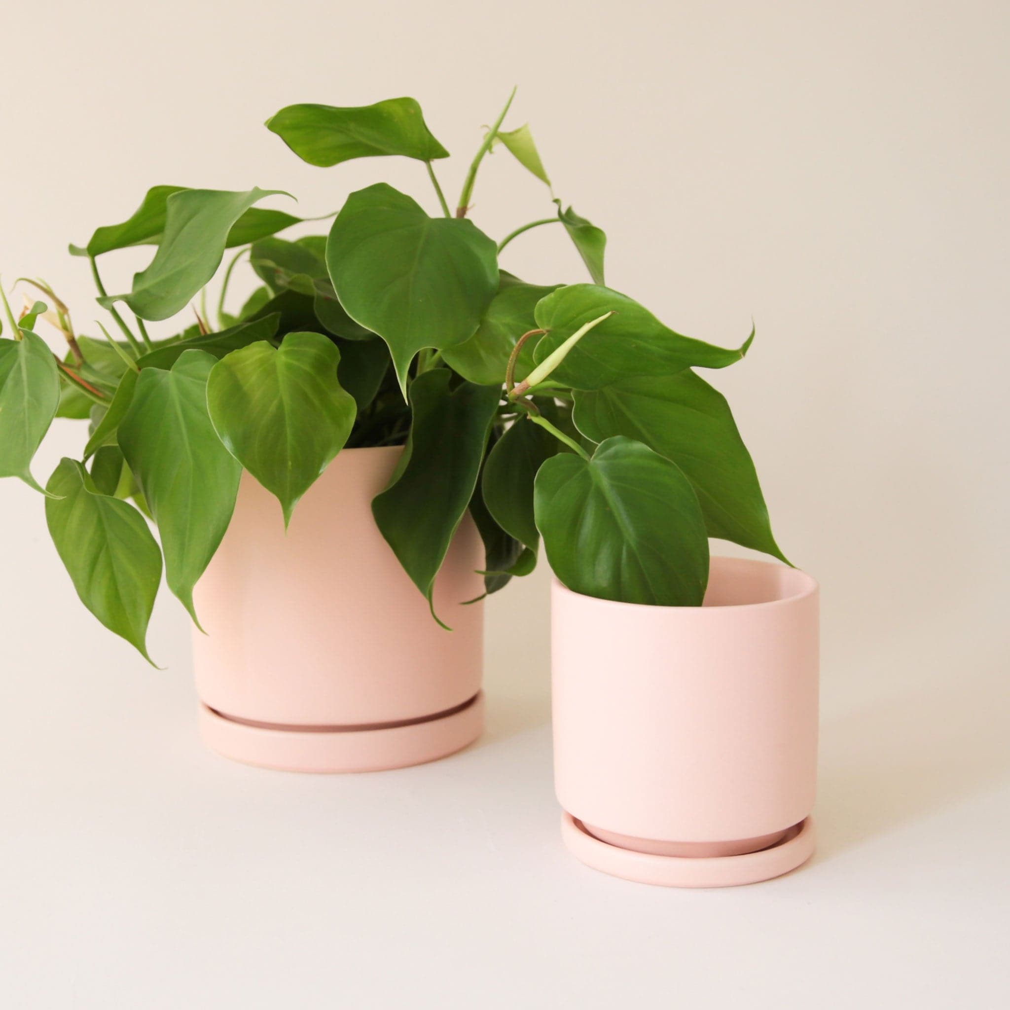 On a cream background is two different sized ceramic pots in a light pink shaded with removable trays for watering and a green plant inside that is not included with purchase. 