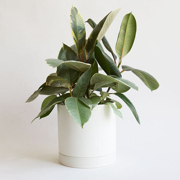 On a white background is a Ficus Rubber Plant Tineke in a white ceramic planter that is not included with purchase. 