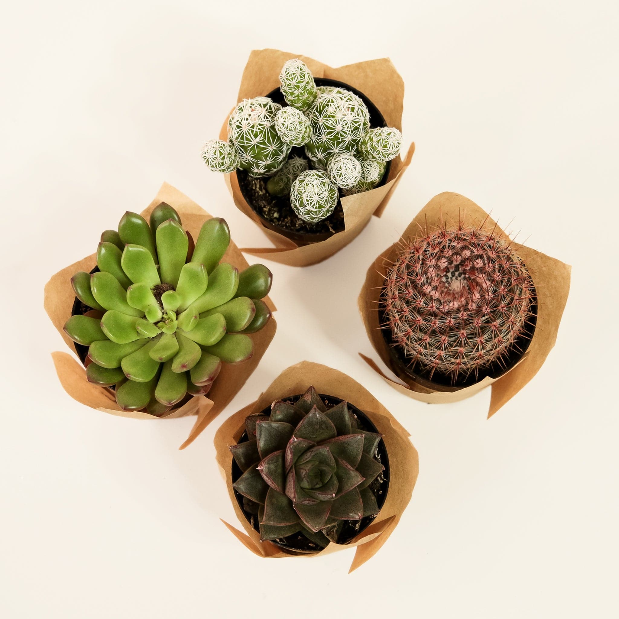 Four individual, 2 inch succulents of various shapes and sizes picked for the small autumn kit. Each succulent container is wrapped in brown craft paper.