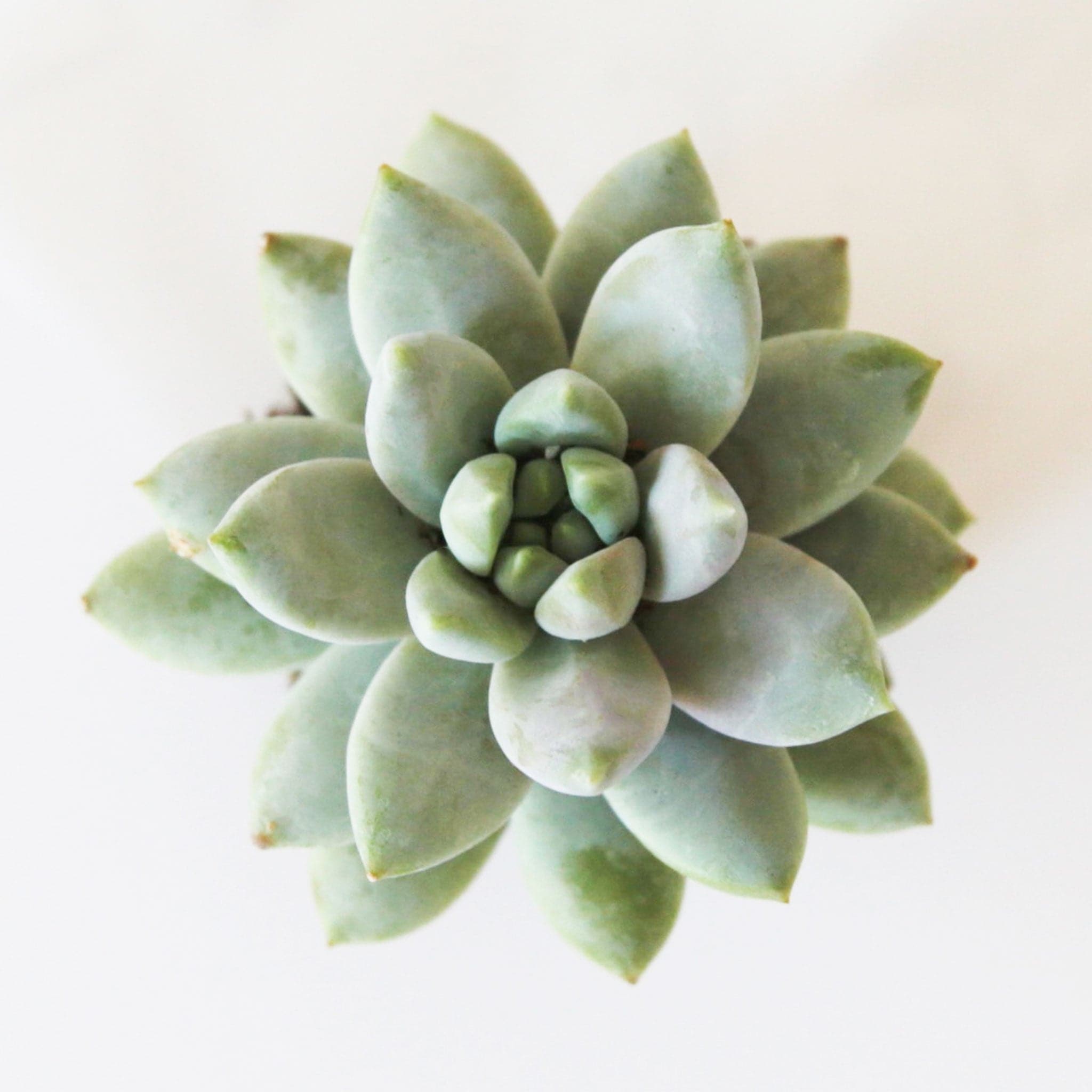 In font of a white background is a succulent with the top facing forward. The succulent is six layers of sage green petals.