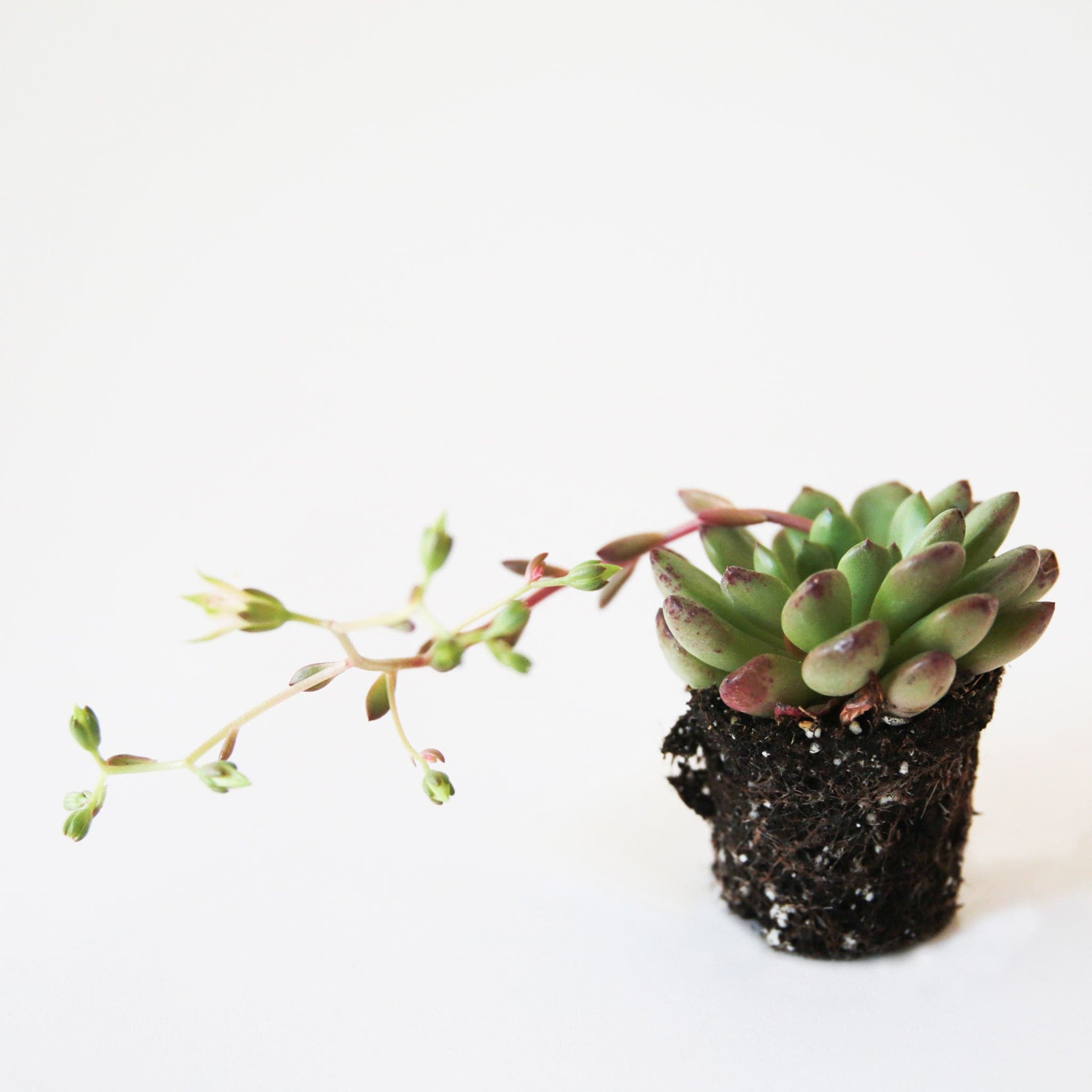 On a white background is a Graptoveria Bashful Succulent. 