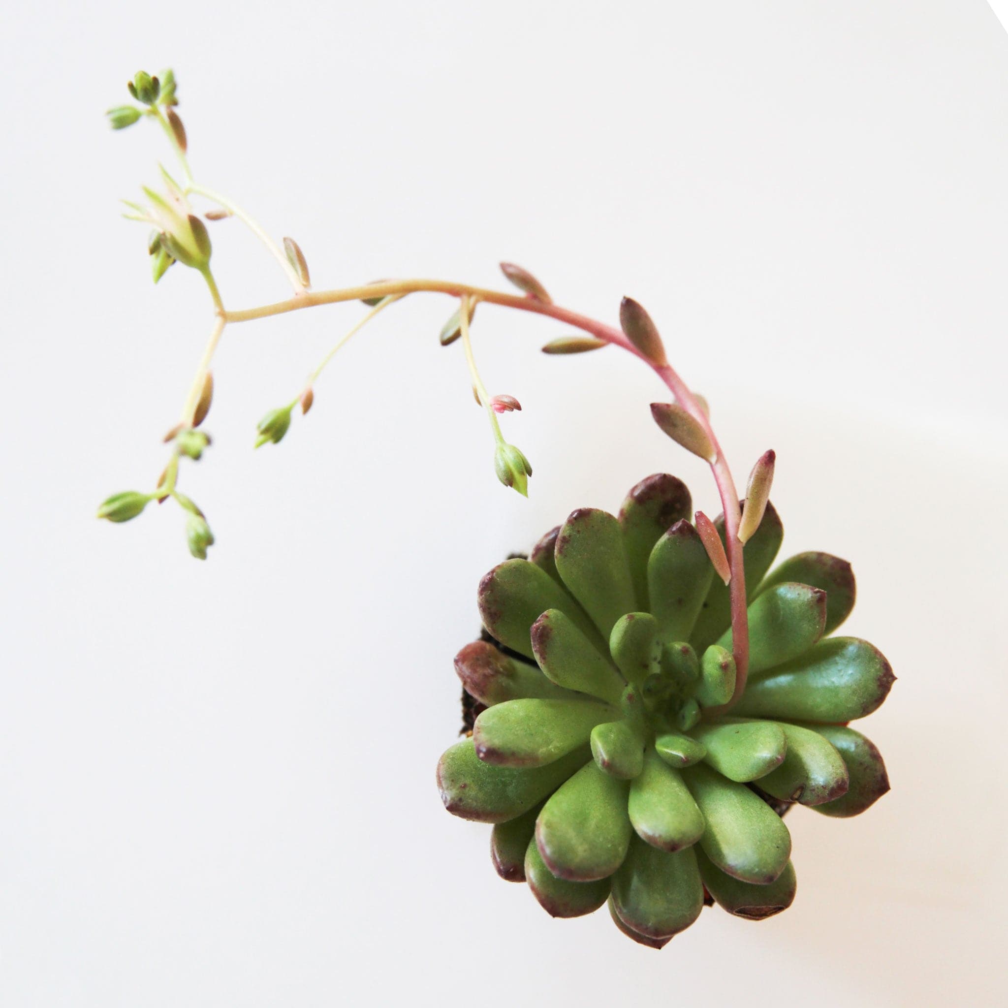 On a white background is an arial view of a  Graptoveria Bashful Succulent.