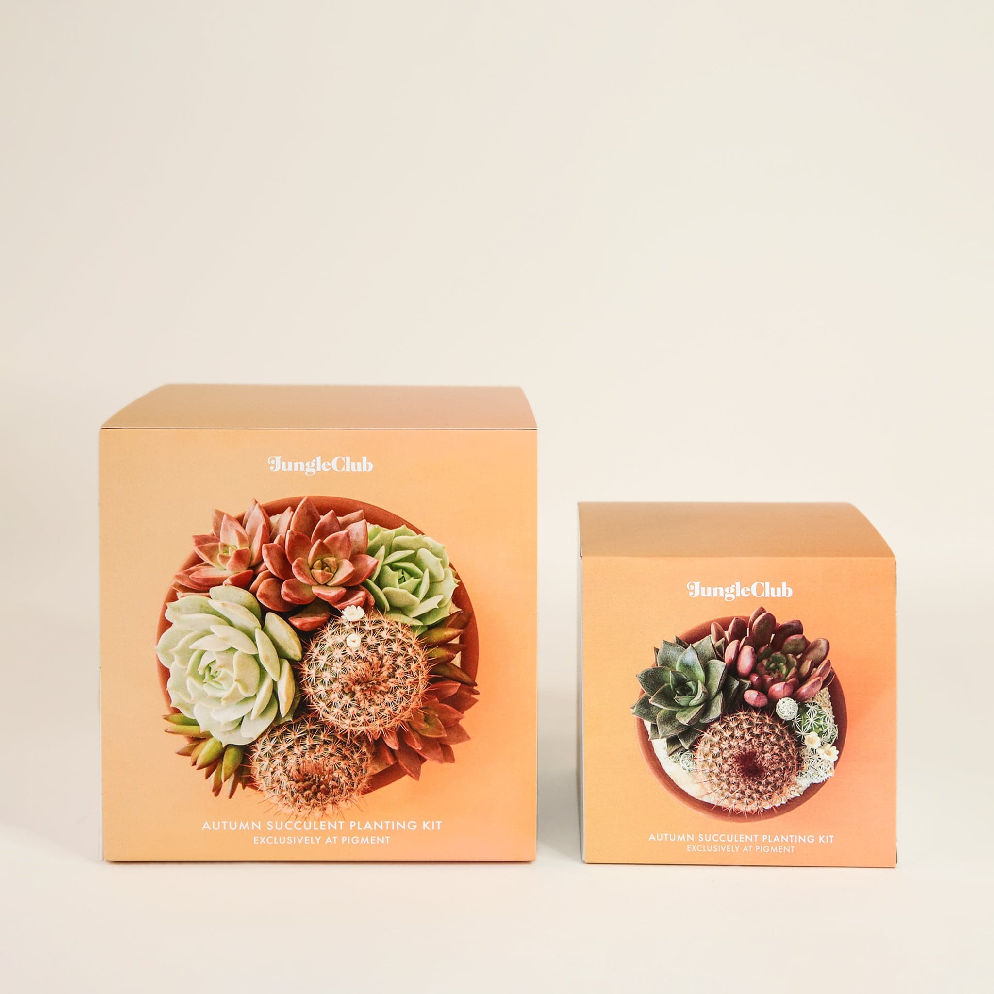 Two boxed planting kits. The box to the left is the larger of the two. Each box has a warm orange color and features images of potted succulent arrangements. The boxes read 'Jungle club, autumn succulent planting kit' in small white lettering.