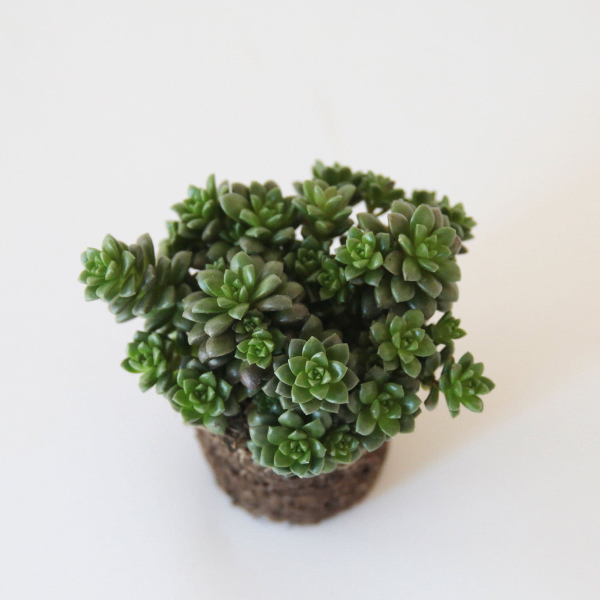On a white background is a Cremnosedum Little Gem Succulent. Each succulent varies in shape and color.
