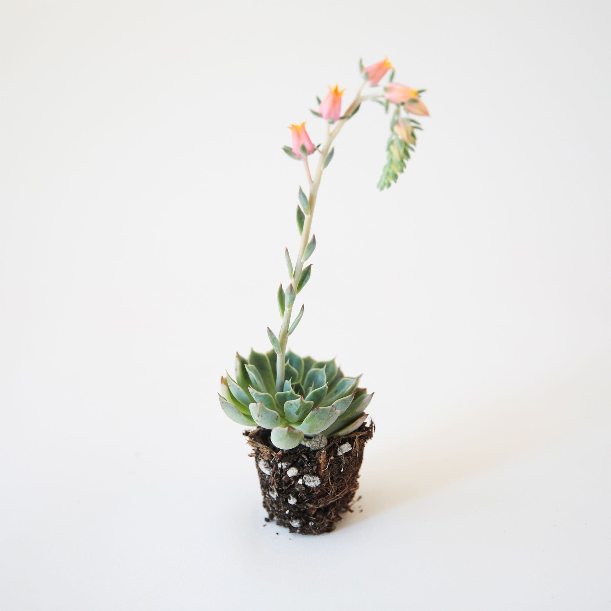 On a white background is a 2.5&quot; Echeveria Azulita.