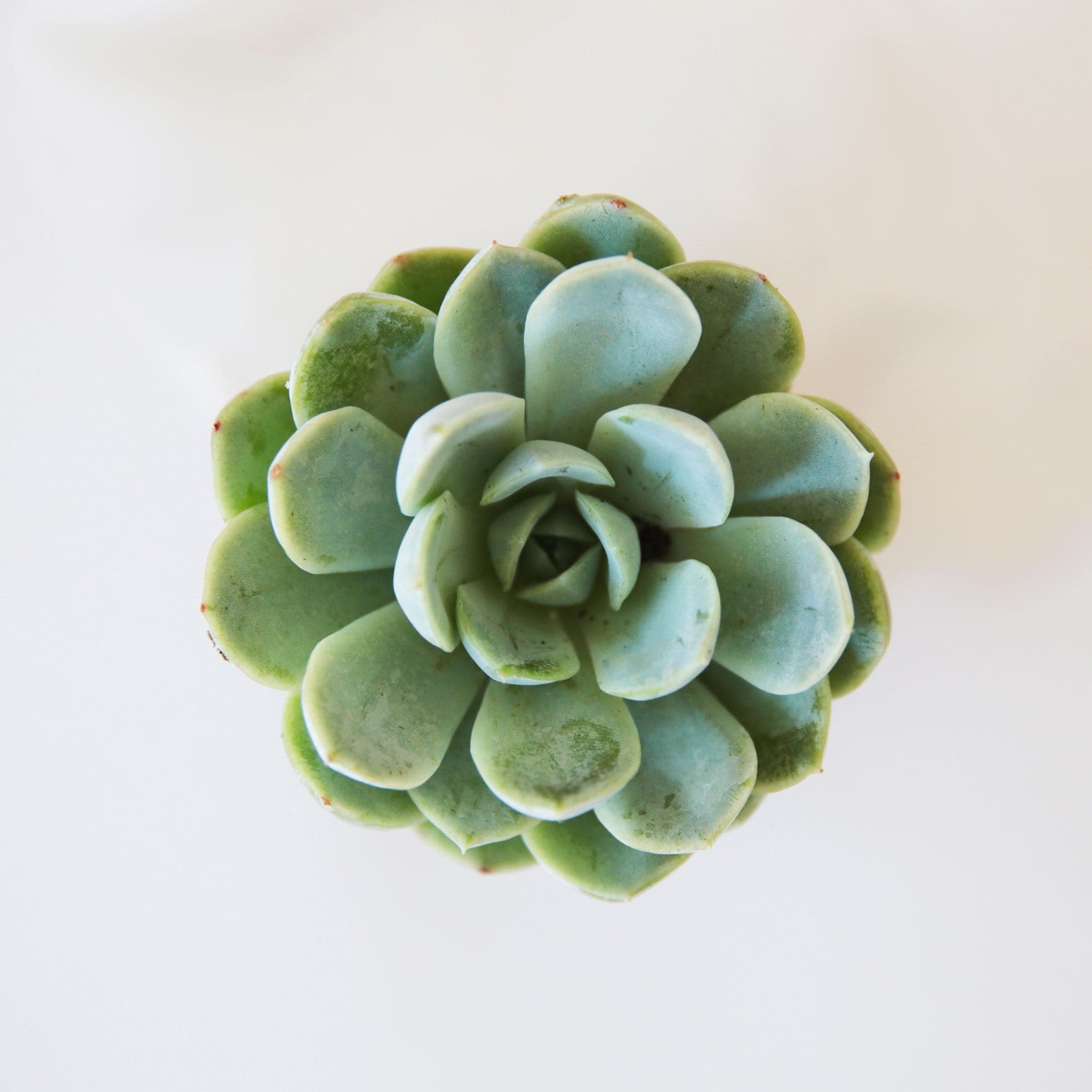 On a white background is a 2.5&quot; Echeveria Azulita.