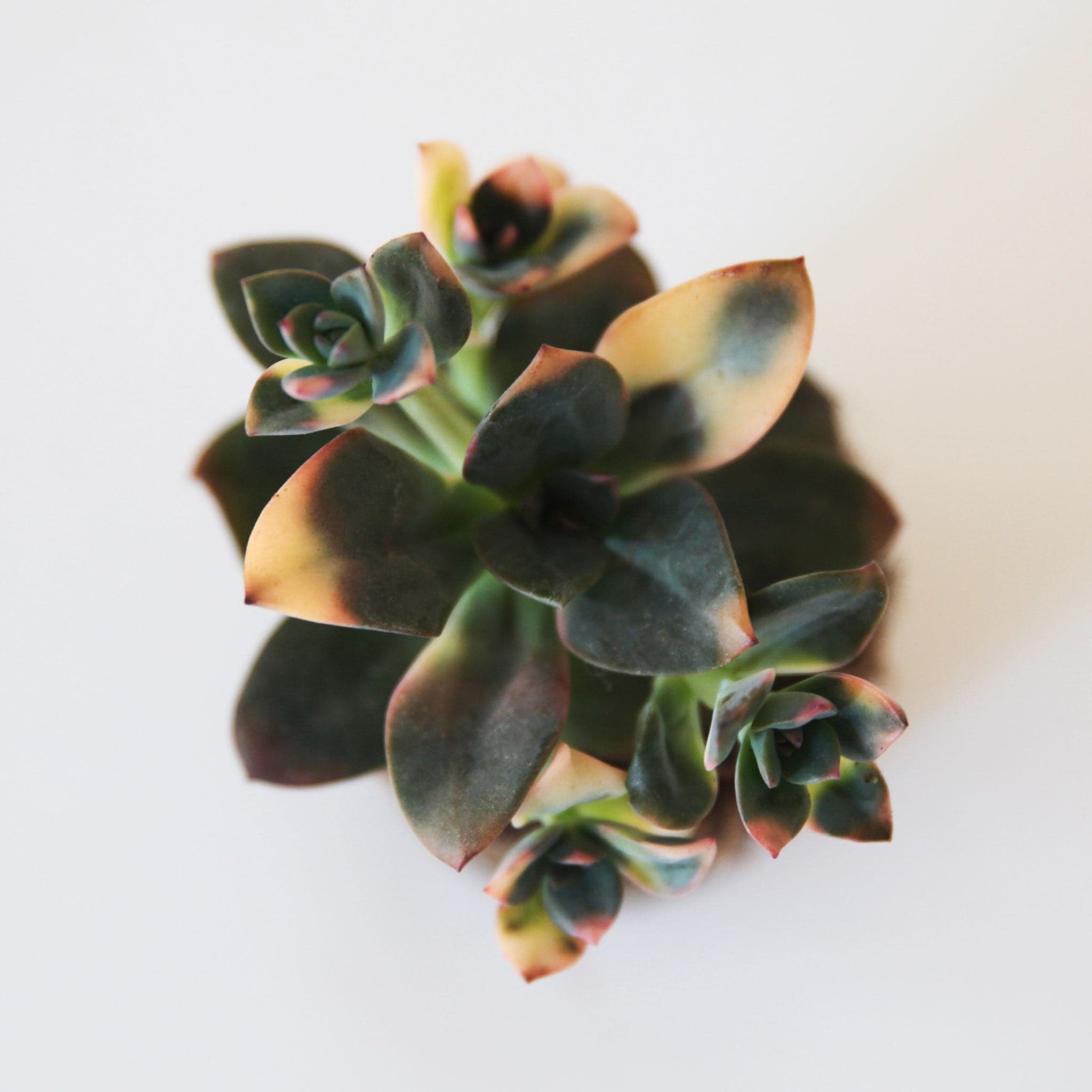On a white background is a Echeveria Chroma succulent with multi colored leaves. Each succulent varies in shape and color.