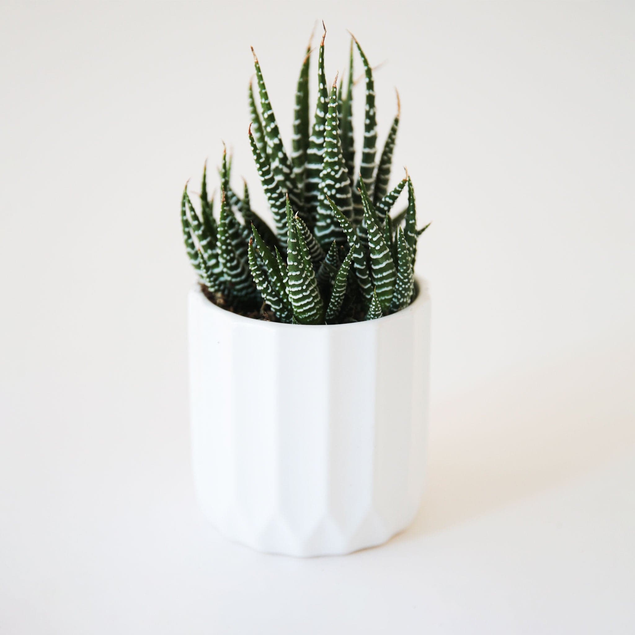 small zebra plant in a white pot on a neutral ground