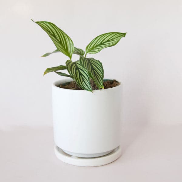 On a cream background is a Calathea Vittata with a green striped leaf in a white ceramic pot that is sold separately. 