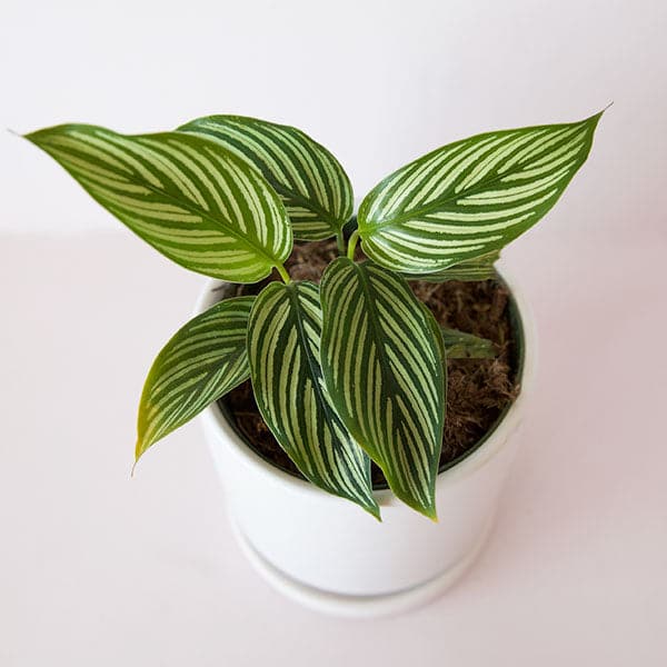 On a cream background is a Calathea Vittata with a green striped leaf.