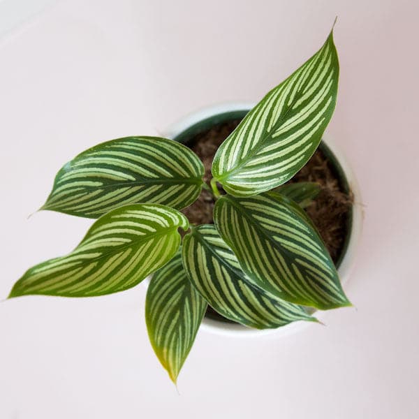 On a cream background is a Calathea Vittata with a green striped leaf. 
