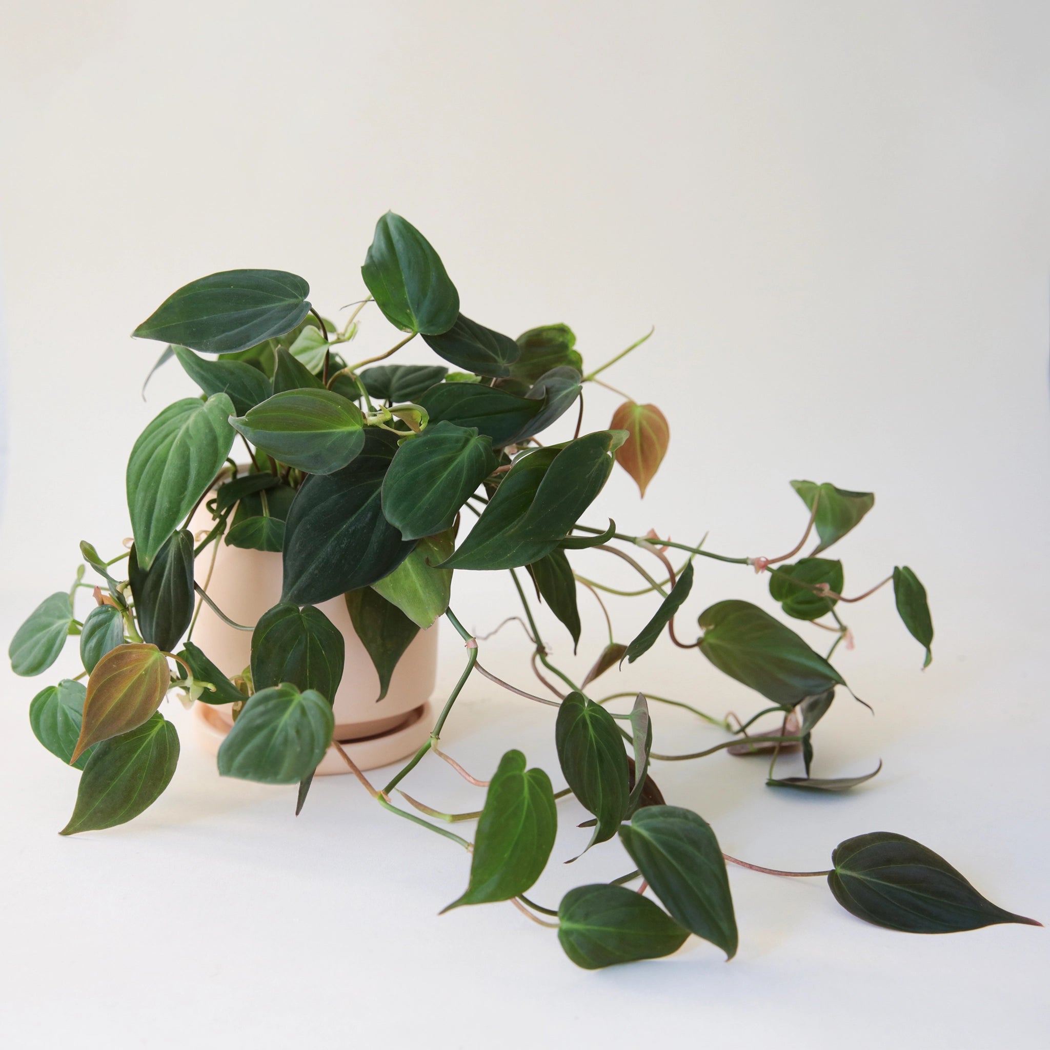 In front of a white background is a light pink circular pot. Inside the pot is a philodendron mican inside the pot. The plant has dark green leaves that are pointed at the top. 