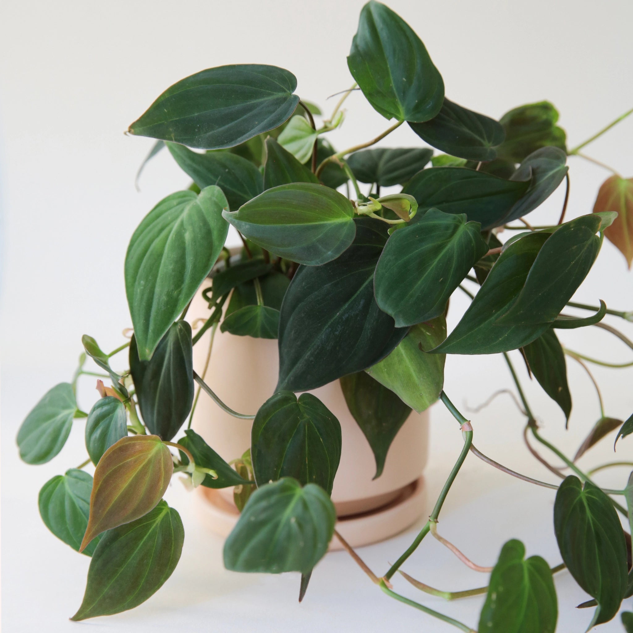 In front of a white background is a light pink circular pot. Inside the pot is a philodendron mican inside the pot. The plant has dark green leaves that are pointed at the top.
