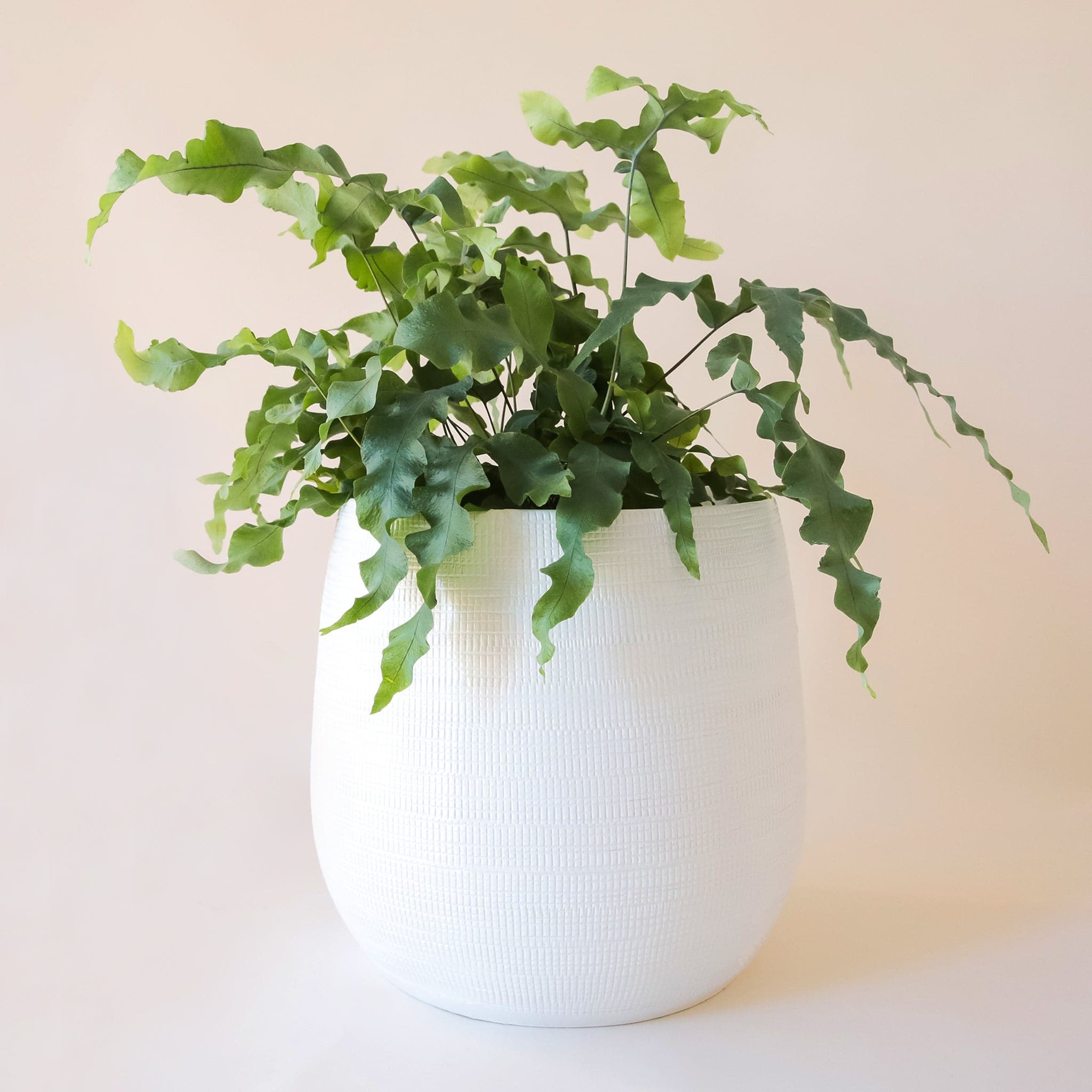 On a cream background is a white rounded ceramic pot with a tiny rectangular texture all over and filled with a leafy green fern that is sold separately. 