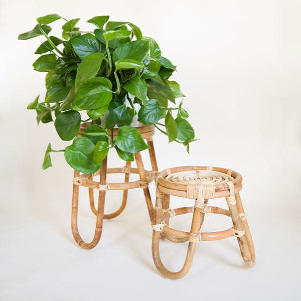 In front of a white background is tow rattan plant stands. They both have three curved legs and a round top. The plant stand on the left is taller than the one on the right. There is a green pothos plant sitting on the tall plant stand.
