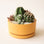 A yellow low bowl planting pot, complete with a removeable water tray and filled here with a cacti and succulent arrangement. 