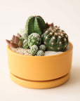 A yellow low bowl planting pot, complete with a removeable water tray and filled here with a cacti and succulent arrangement. 