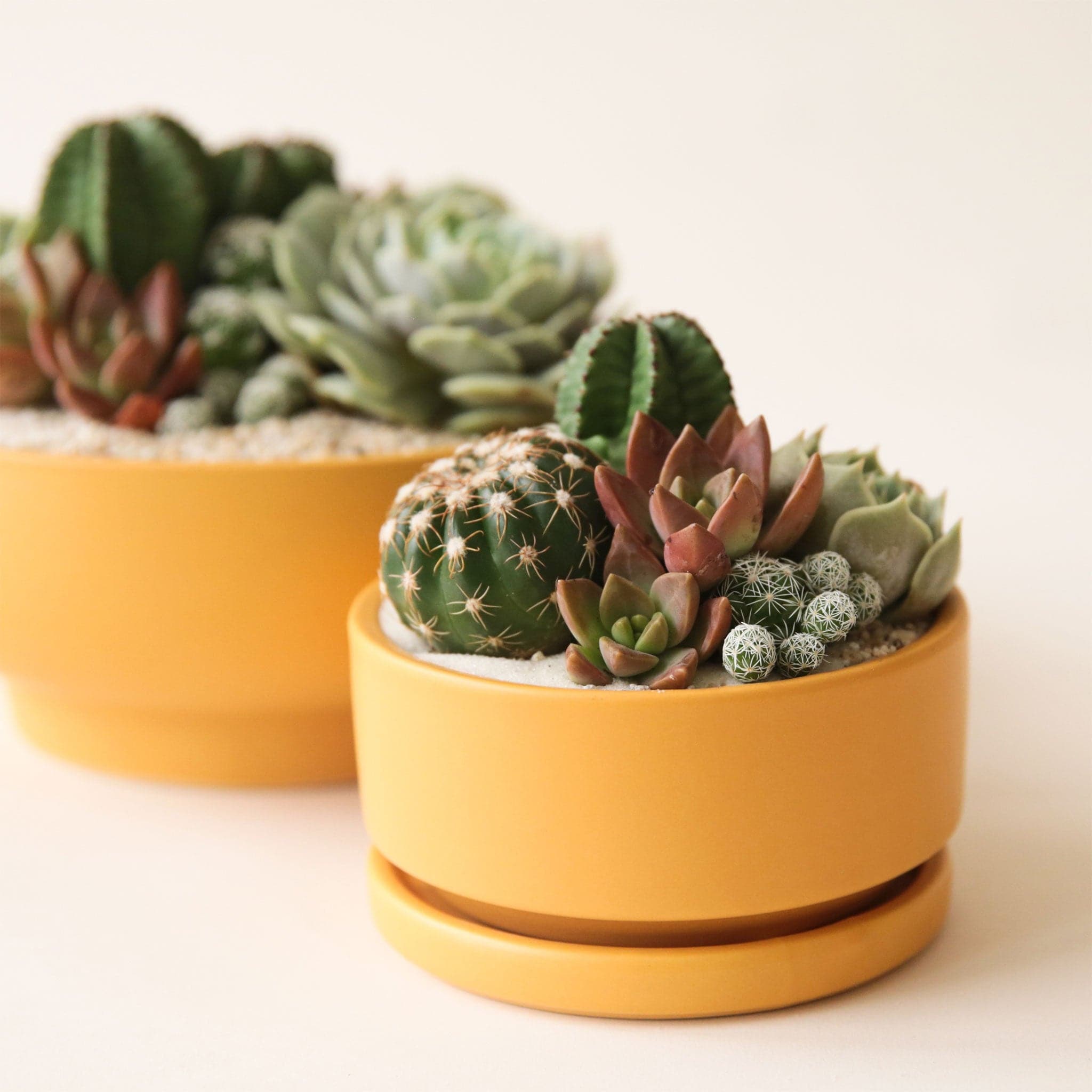 A yellow low bowl planting pot, complete with a removeable water tray and filled here with a cacti and succulent arrangement.