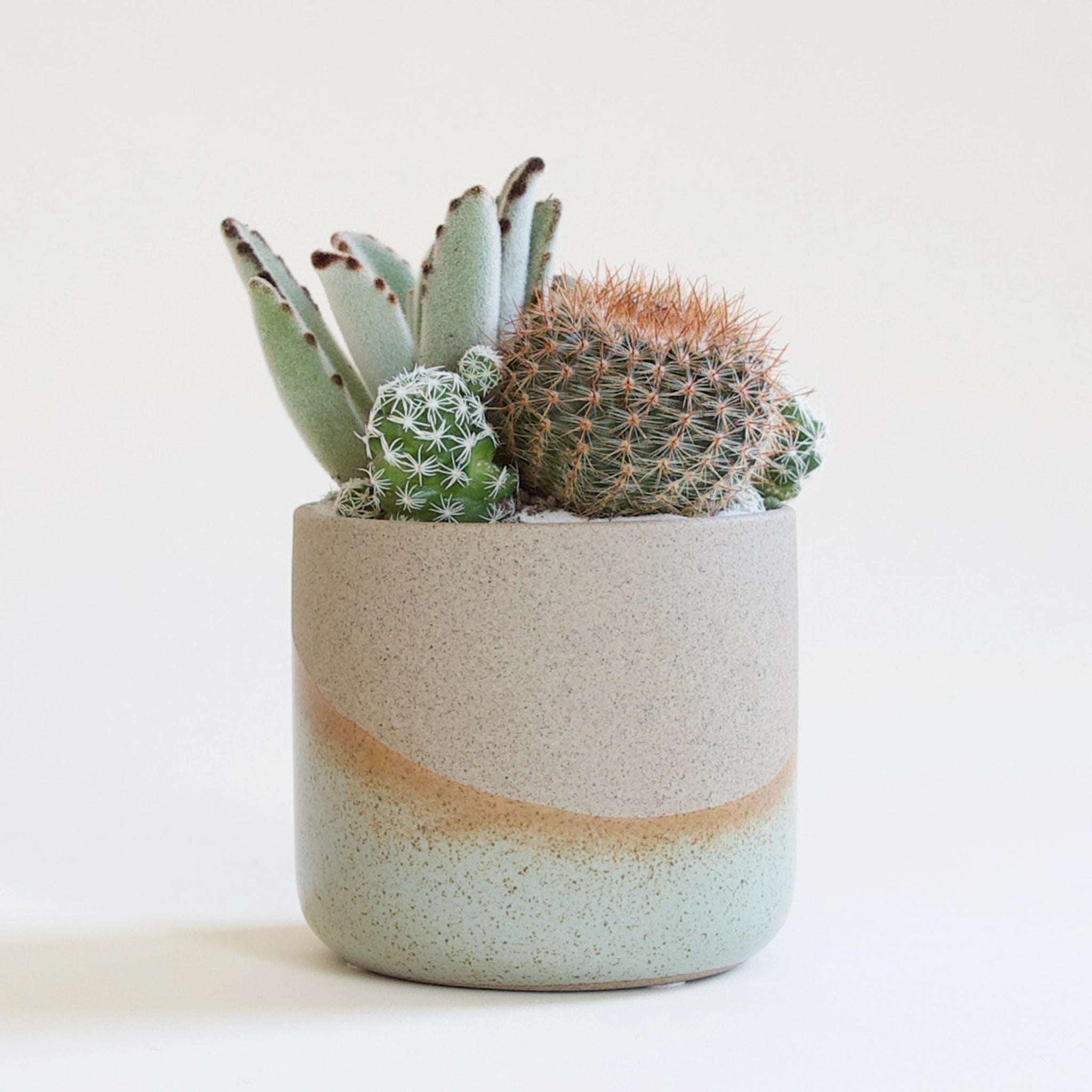 a tan, orange, and blue speckled pot is filled with succulents and cacti