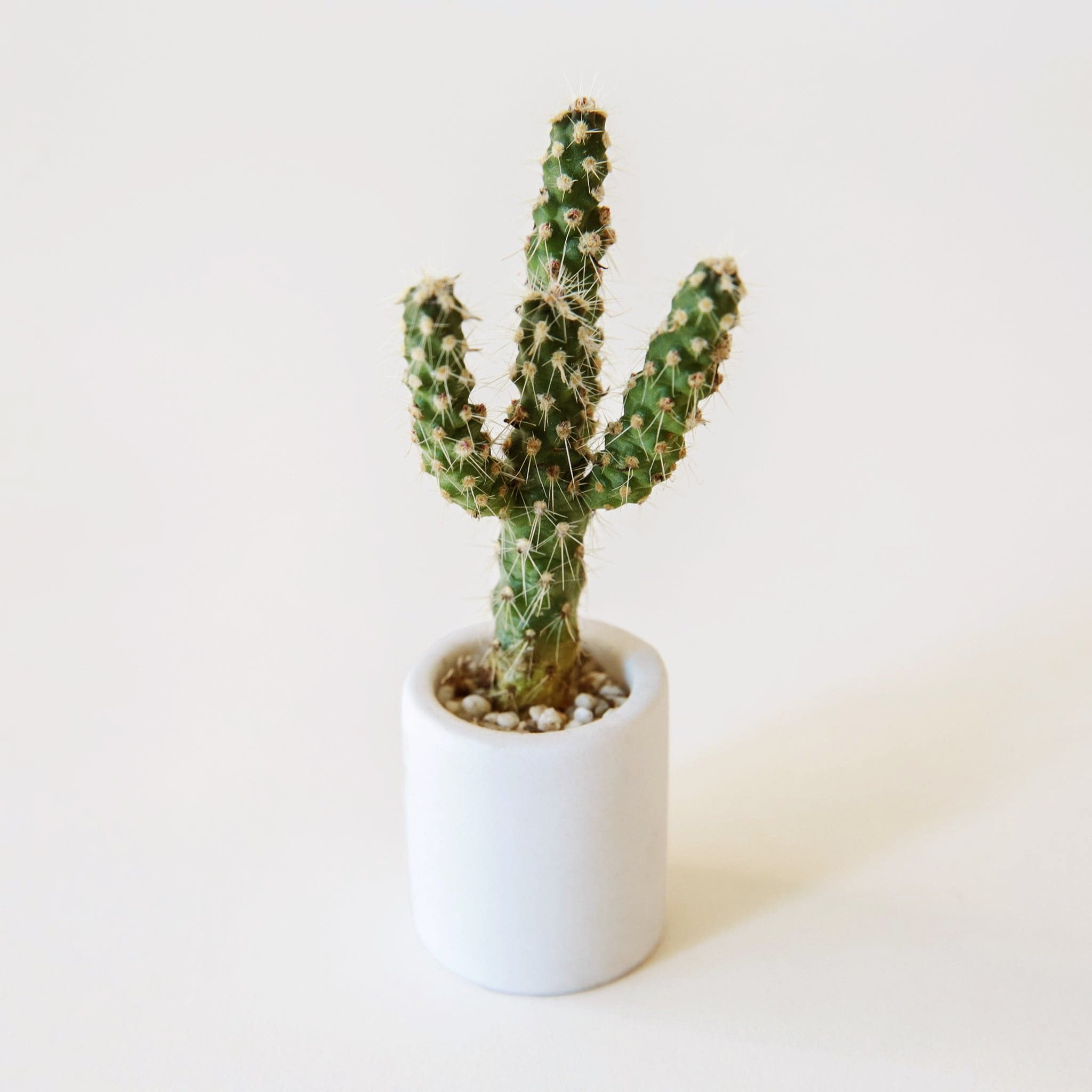 This white ceramic tiny pot is only an inch high, and has a smooth ceramic matte finish.