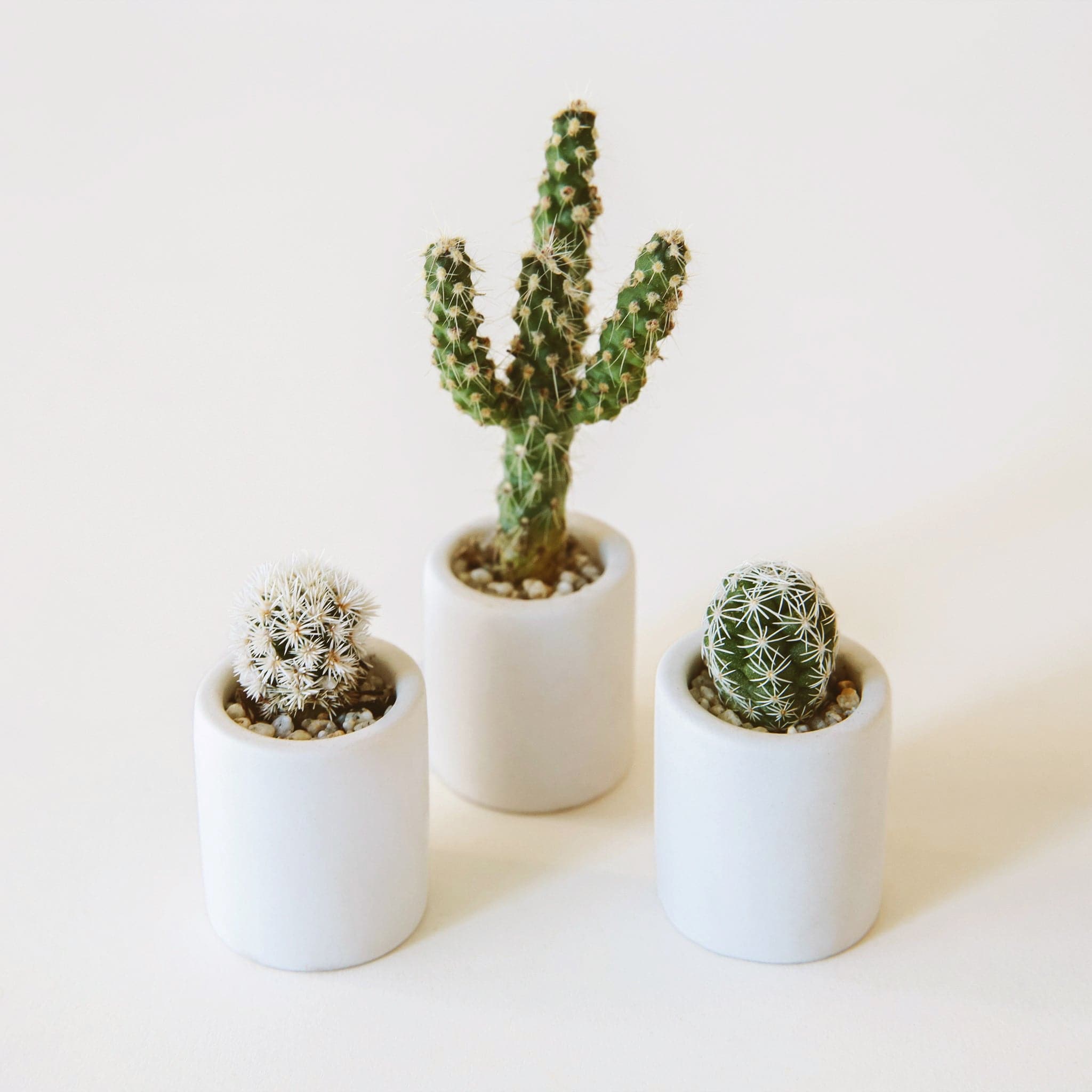 This white ceramic tiny pot is only an inch high, and has a smooth ceramic matte finish. Featured are some succulent cuttings potted in each little vessel.