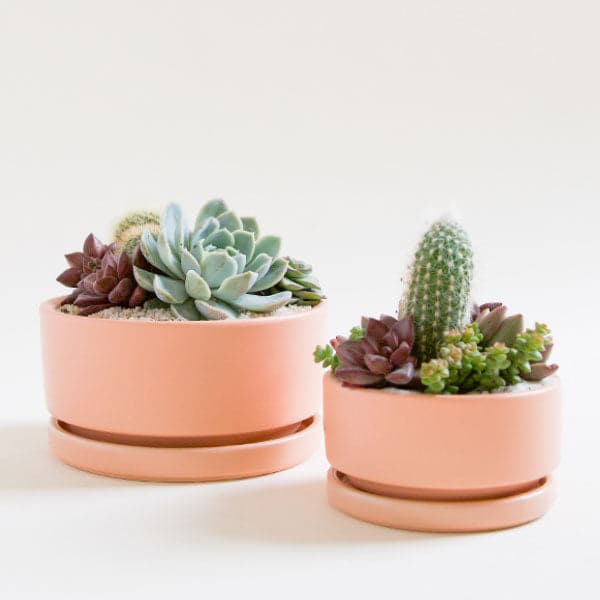 Two light orange low bowl planting pots, both complete with water trays. Both are filled with bright succulent arrangements. 