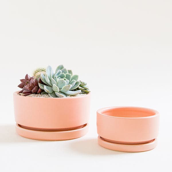 Two light orange low bowl planting pots, both complete with water trays. The bowl to the left is larger and filled with a succulent arrangement, while the bowl to the right sits empty.