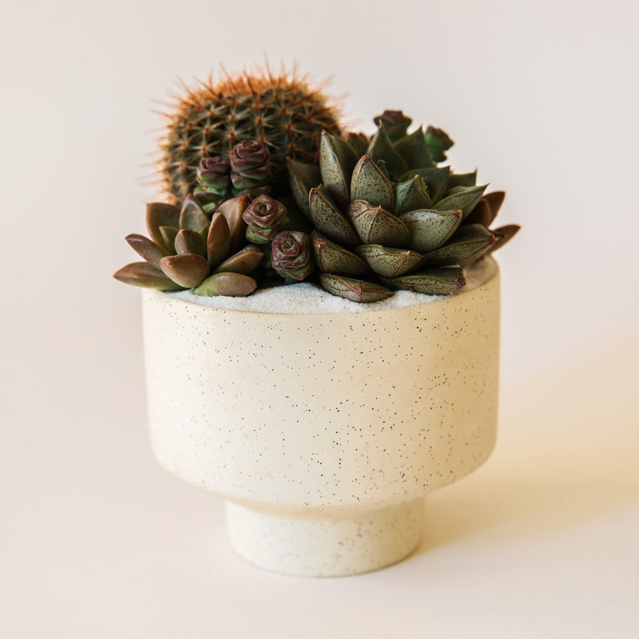 An Ivory speckled planters with an elevated base and warm succulent display.