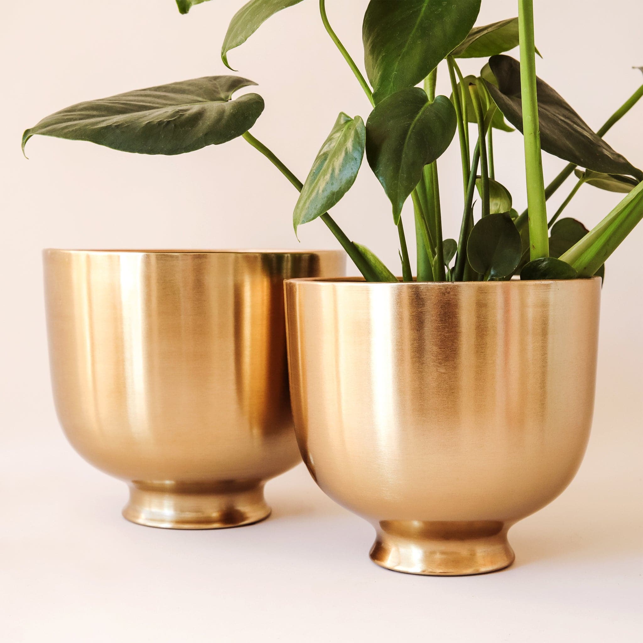 The sunglow planter has a gold metal finish, making it reflective to the light. It has a round shape with a tapered bottom. Shown planted is a monstera plant which has beautiful contrasting colors to the pot.