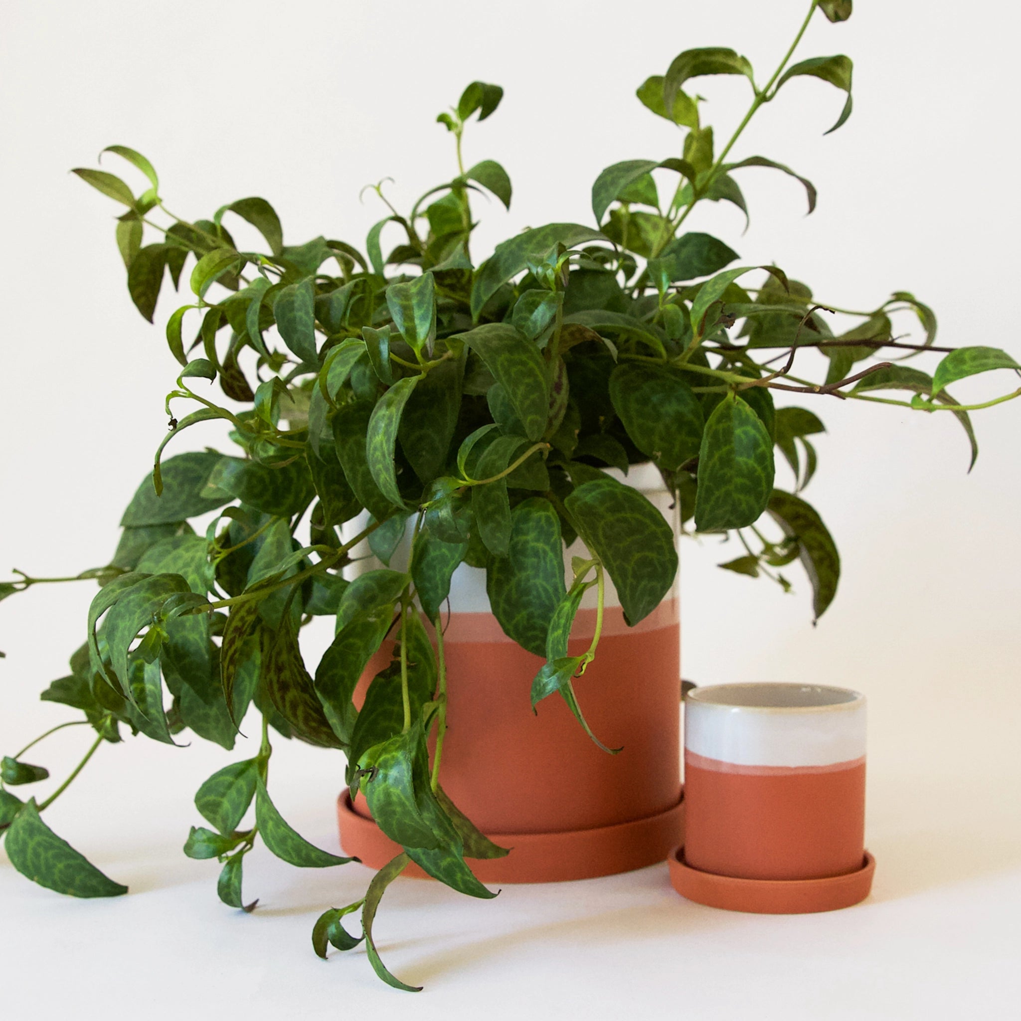 A large terracotta pot with matching saucer features a white glaze finish on the top half of the pot. it is filled with a lush green plant and sits next to an empty smaller version of the same pot.