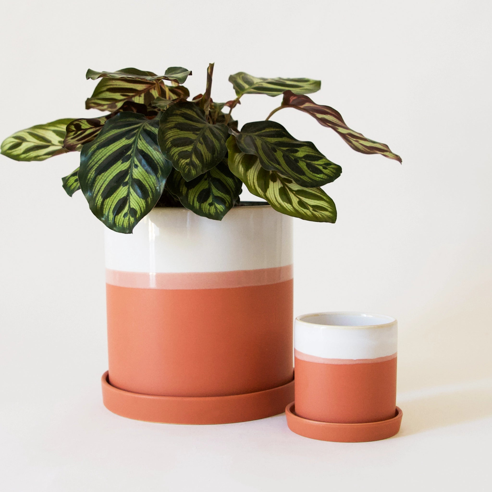 A large terracotta pot with matching saucer features a white glaze finish on the top half of the pot. it is filled with a lush green plant and sits next to an empty smaller version of the same pot.